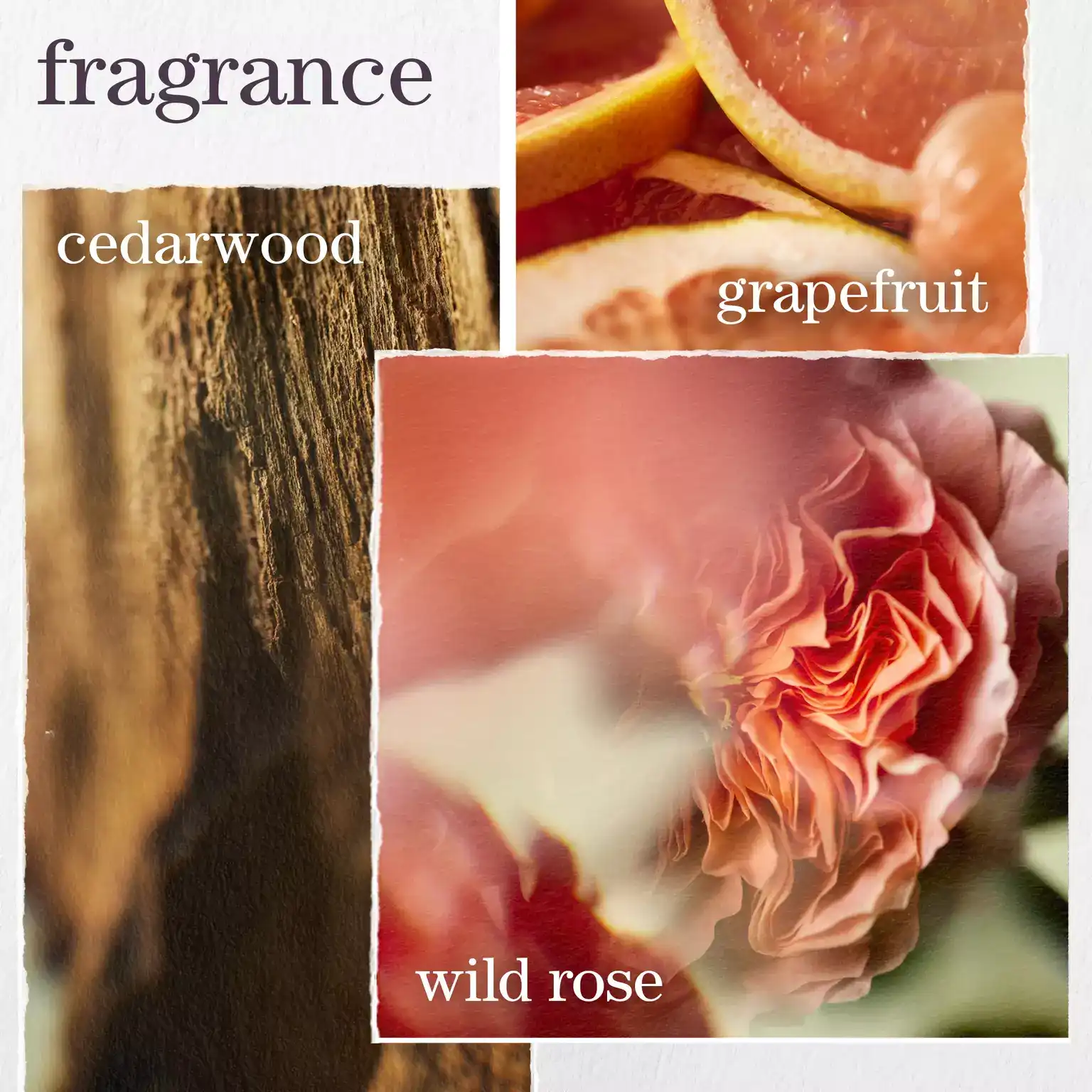 Pureology-2024-Ecom-ATF-Fragrance-Pure-Volume-2000x2000_webp_sw_1536_sh_1536_sm_cut_sfrm_jpg_q_70